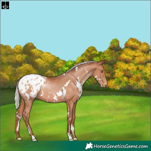 Horse Color:White Spotted Silver Brown Pearl Appaloosa Rabicano 