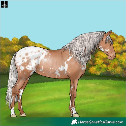 Horse Color:White Spotted Silver Brown Pearl Blanket Rabicano