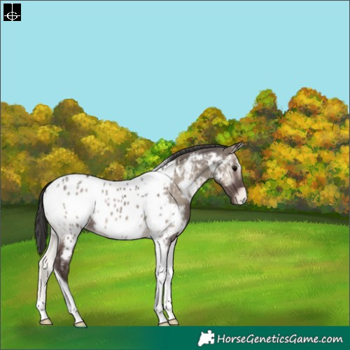 Horse Color:Grullo Onyx Tobiano Appaloosa Rabicano