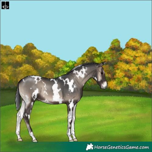 Horse Color:White Spotted Blue Onyx 