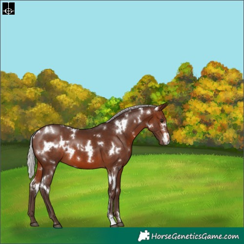 Horse Color:White Spotted Silver Brown
