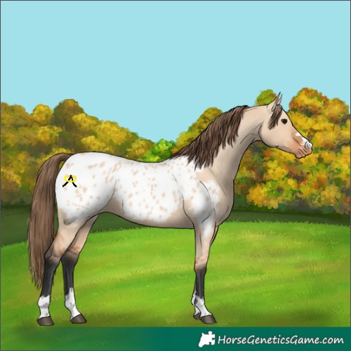 Horse Color:Bay Dun Appaloosa