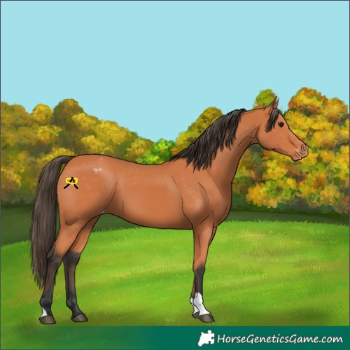 Horse Color:Bay Appaloosa 