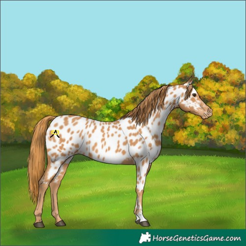 Horse Color:Chestnut Appaloosa