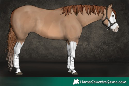 Horse Color:Red Dun Splash  and Red Dun Splash 