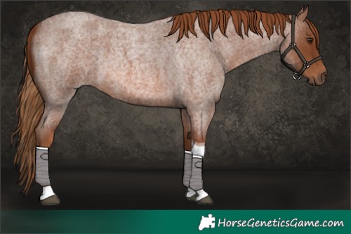 Horse Color:Red Roan Tobiano 