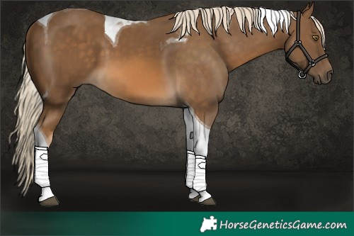 Horse Color:Chocolate Palomino Tobiano 