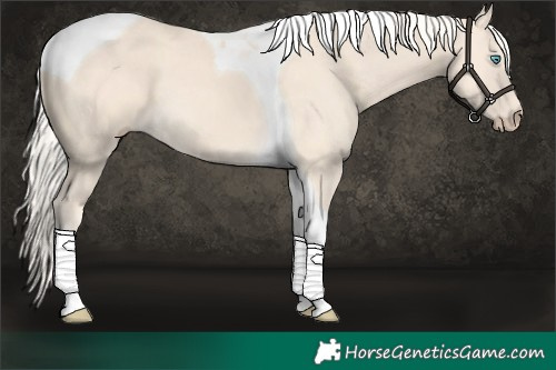 Horse Color:Cremello Tobiano