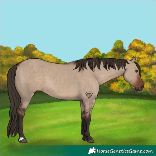 Horse Color:Liver Red Dun