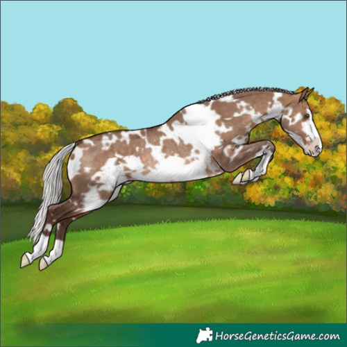 Horse Color:White Spotted Silver Bay Dun Frame Appaloosa Rabicano