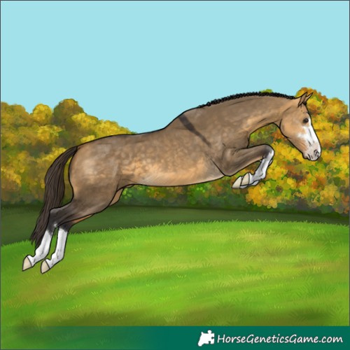 Horse Color:Buckskin Dun