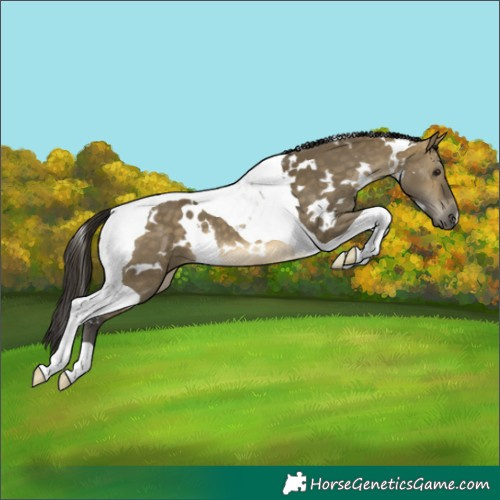 Horse Color:White Spotted Buckskin Dun Tobiano 