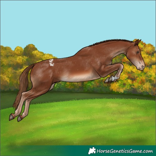 Horse Color:Chestnut Appaloosa Rabicano
