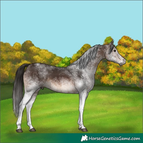 Horse Color:Gray White Spotted Bay Rabicano 
