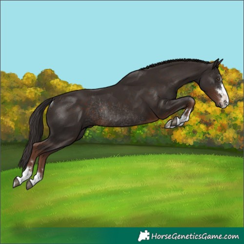 Horse Color:Liver Chestnut Rabicano 
