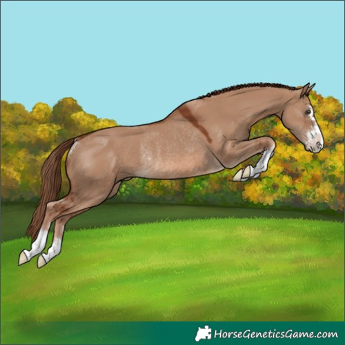 Horse Color:Red Dun Rabicano 