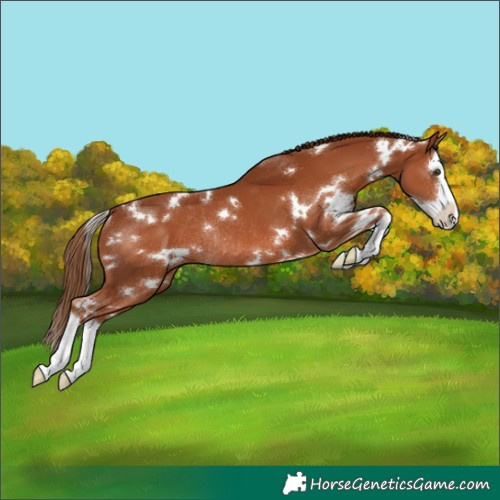 Horse Color:White Spotted Chestnut Splash Rabicano