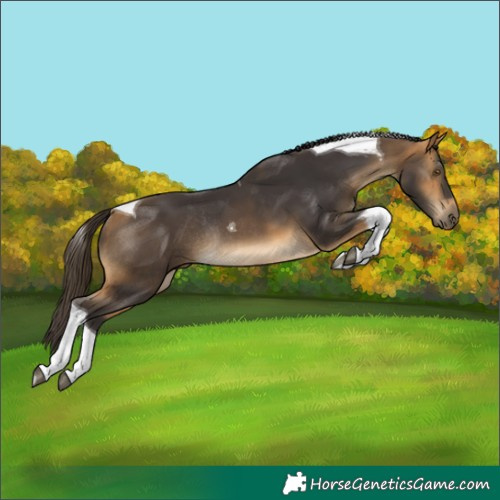 Horse Color:Buckskin Tobiano Rabicano 