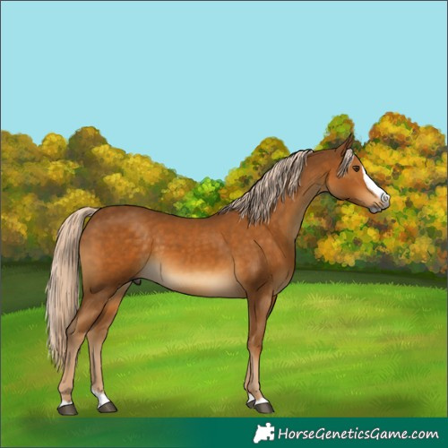 Horse Color:Gray Palomino Splash Rabicano