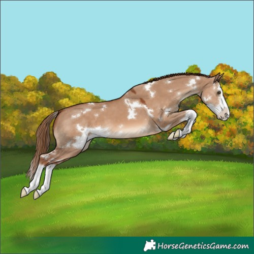 Horse Color:White Spotted Red Dun Splash 
