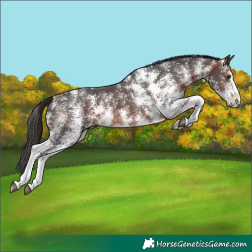 Horse Color:Bay Sabino Rabicano