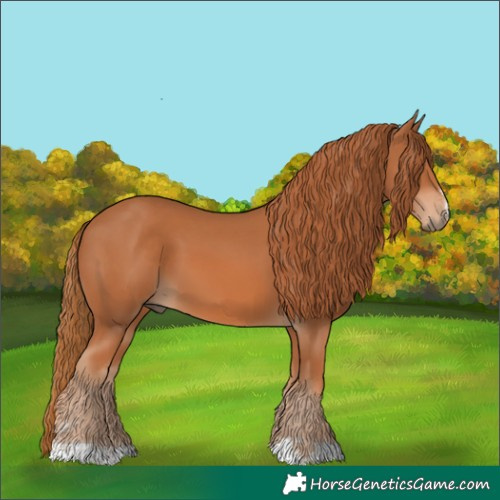 Horse Color:Chestnut 