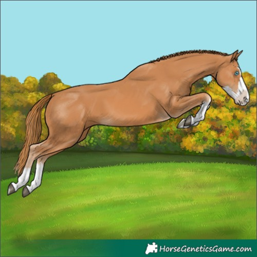 Horse Color:Chestnut Splash