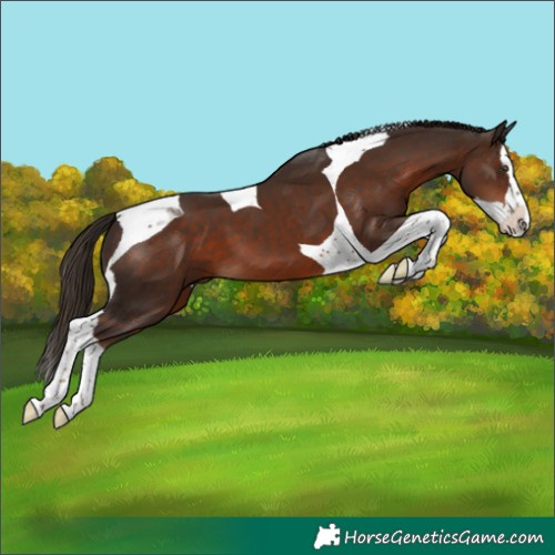 Horse Color:Liver Chestnut Splash Tobiano