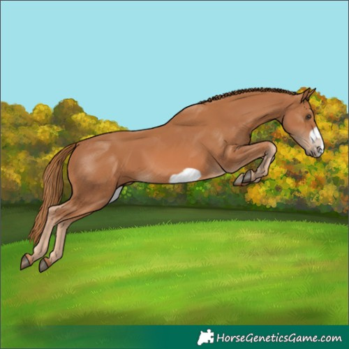 Horse Color:Chestnut Frame