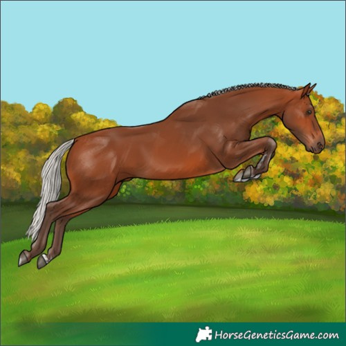 Horse Color:Silver Bay 