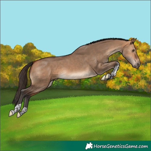 Horse Color:Bay Dun Tobiano