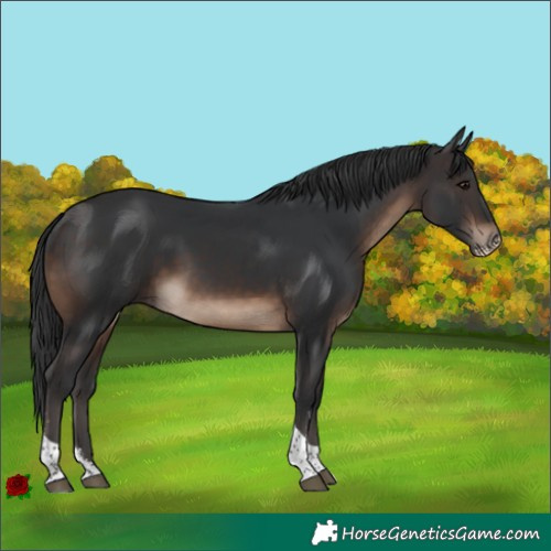 Horse Color:Brown Sabino Tobiano