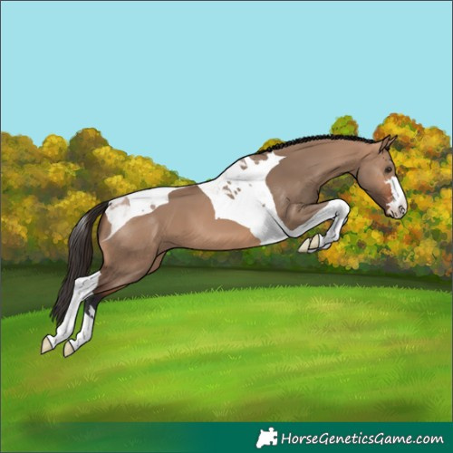 Horse Color:Bay Dun Tobiano