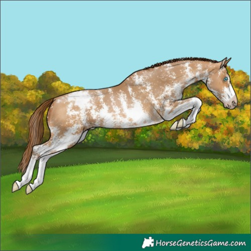 Horse Color:Gray Buckskin Pearl Sabino Varnish