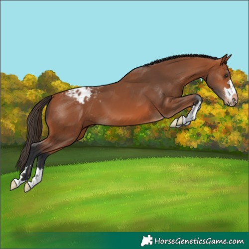 Horse Color:Bay Varnish