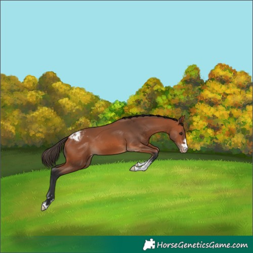 Horse Color:Bay Appaloosa 