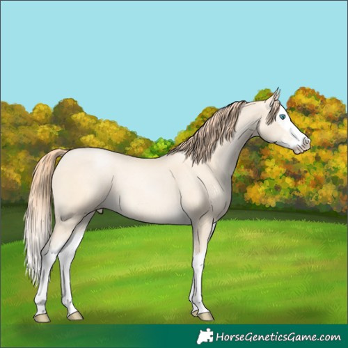 Horse Color:Amber Cream Champagne Pearl Splash 