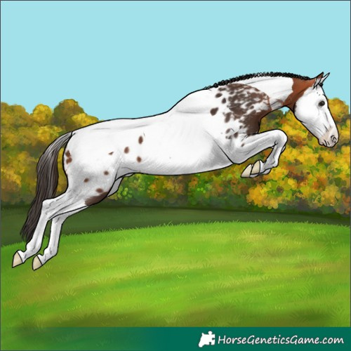 Horse Color:Bay Splash Tobiano Near Leopard 