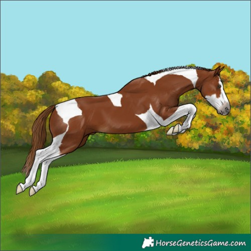 Horse Color:Gray Chestnut Splash Tobiano