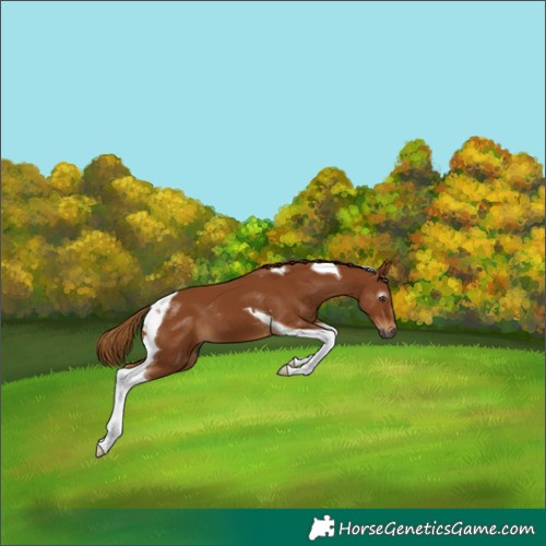 Horse Color:Gray Chestnut Tobiano