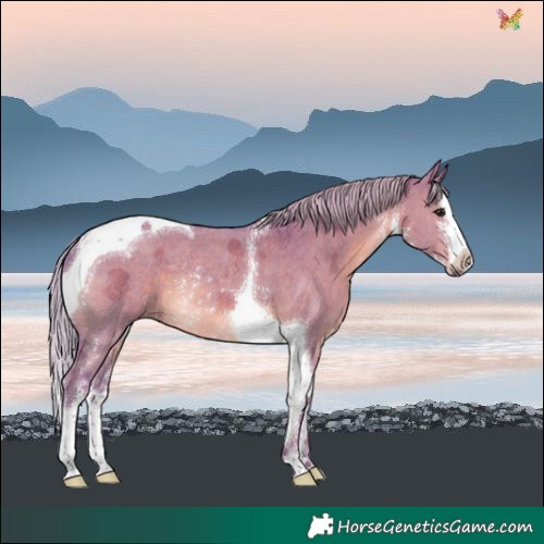 Horse Color:Watercolor Silver Grullo Sabino Splash Tobiano Rabicano 