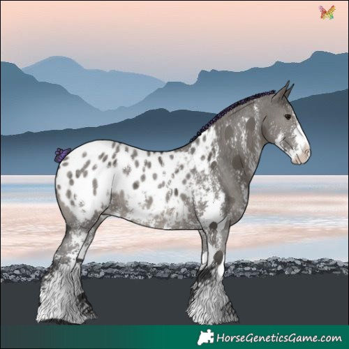 Horse Color:Painted Grullo Sabino Blanket 