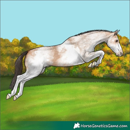 Horse Color:White Spotted Bay Dun 