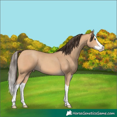 Horse Color:Amber Champagne Splash 