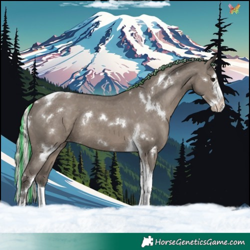 Horse Color:Painted White Spotted Silver Grullo Splash Tobiano Appaloosa Rabicano