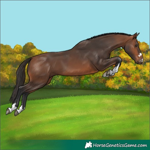 Horse Color:Bay 