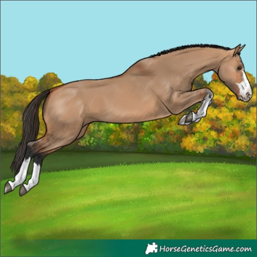 Horse Color:Bay Dun