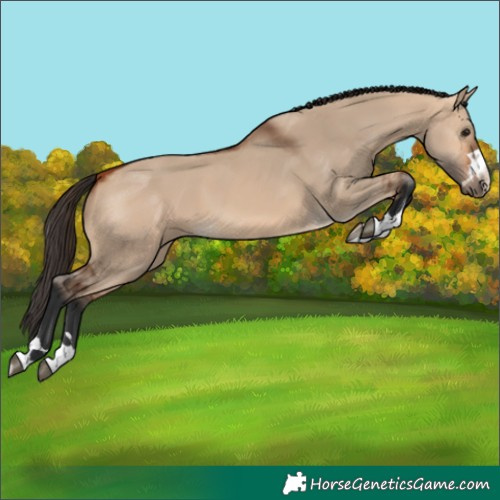 Horse Color:Bay Dun 