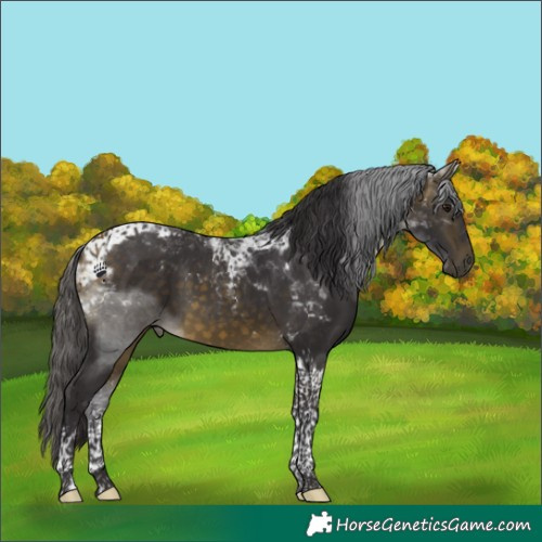 Horse Color:Buckskin Tobiano