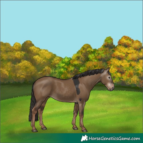 Horse Color:Gray Liver Red Dun Varnish Rabicano
